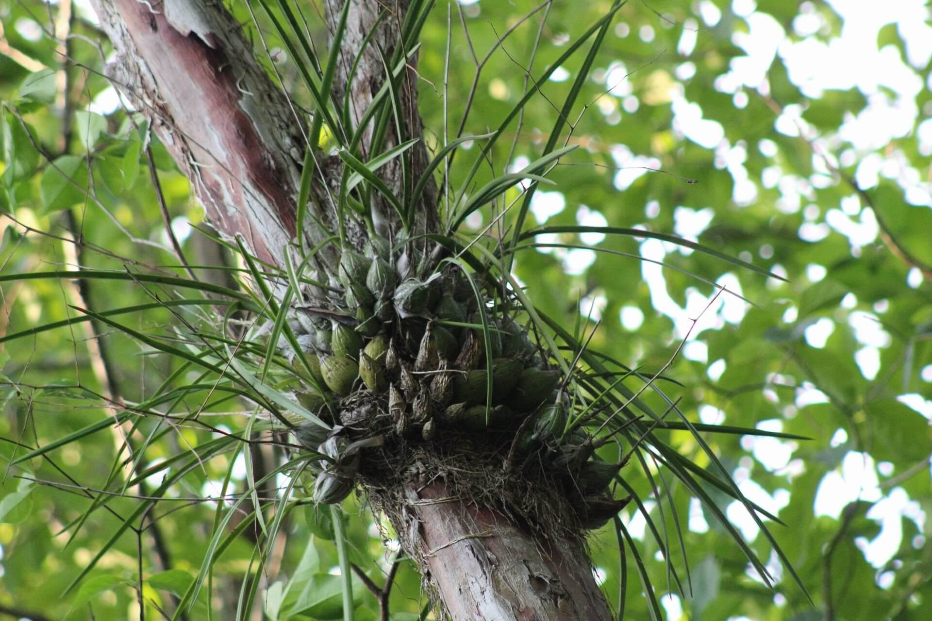 Encyclia adenocarpos